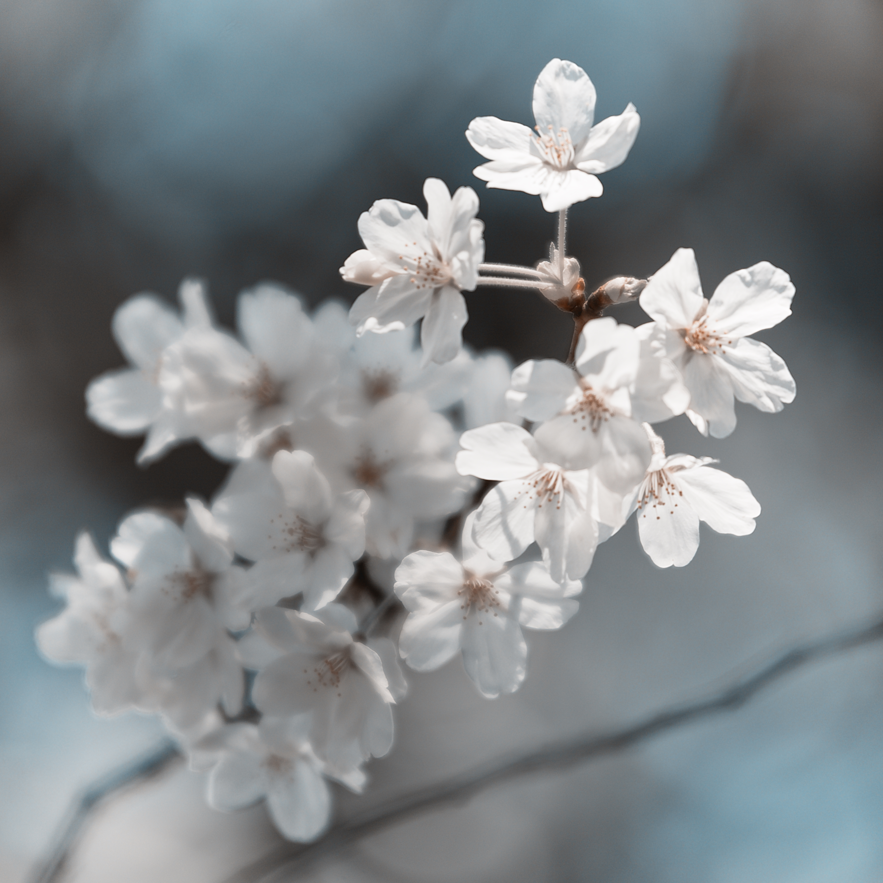 Sakura in the campus