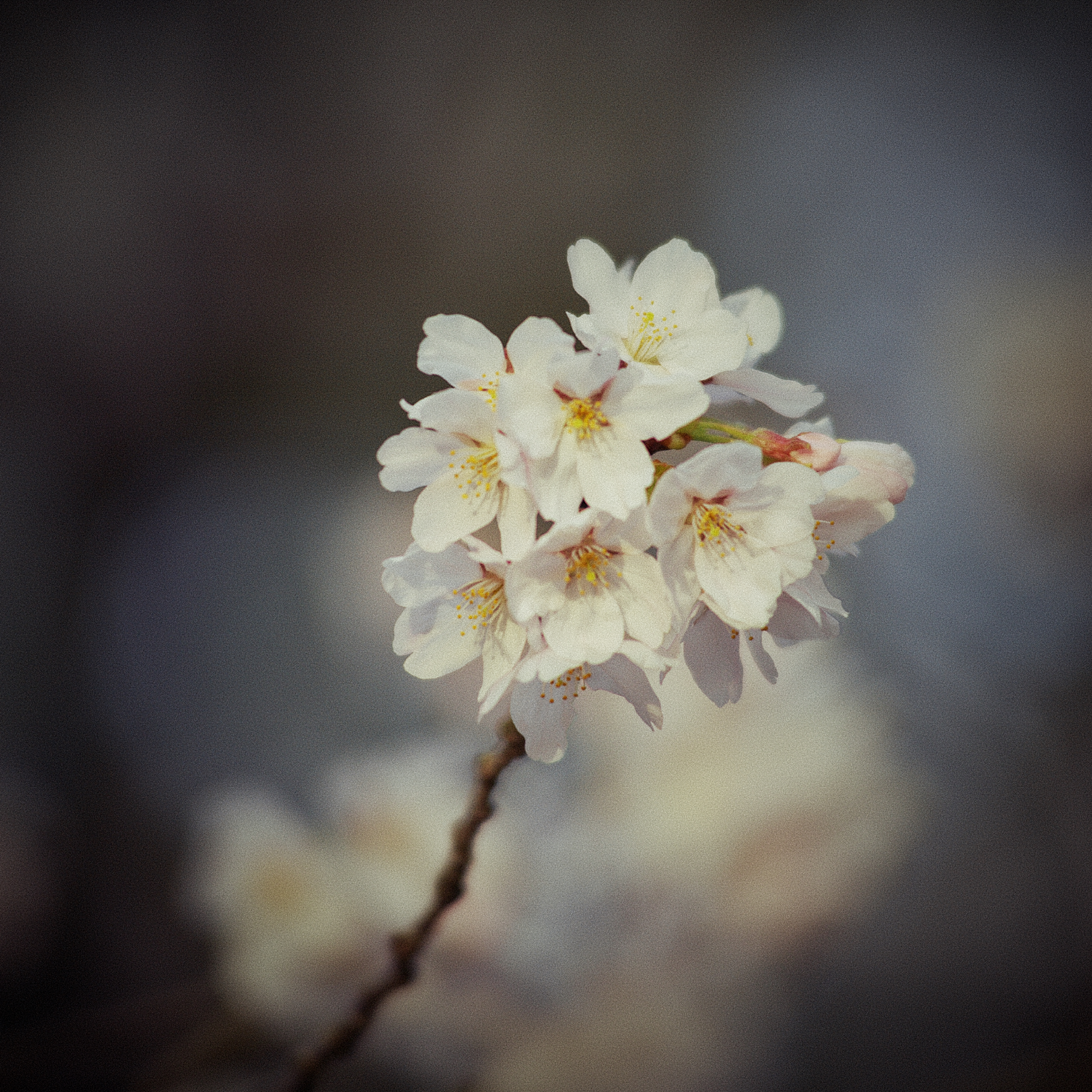 Sakura in the campus