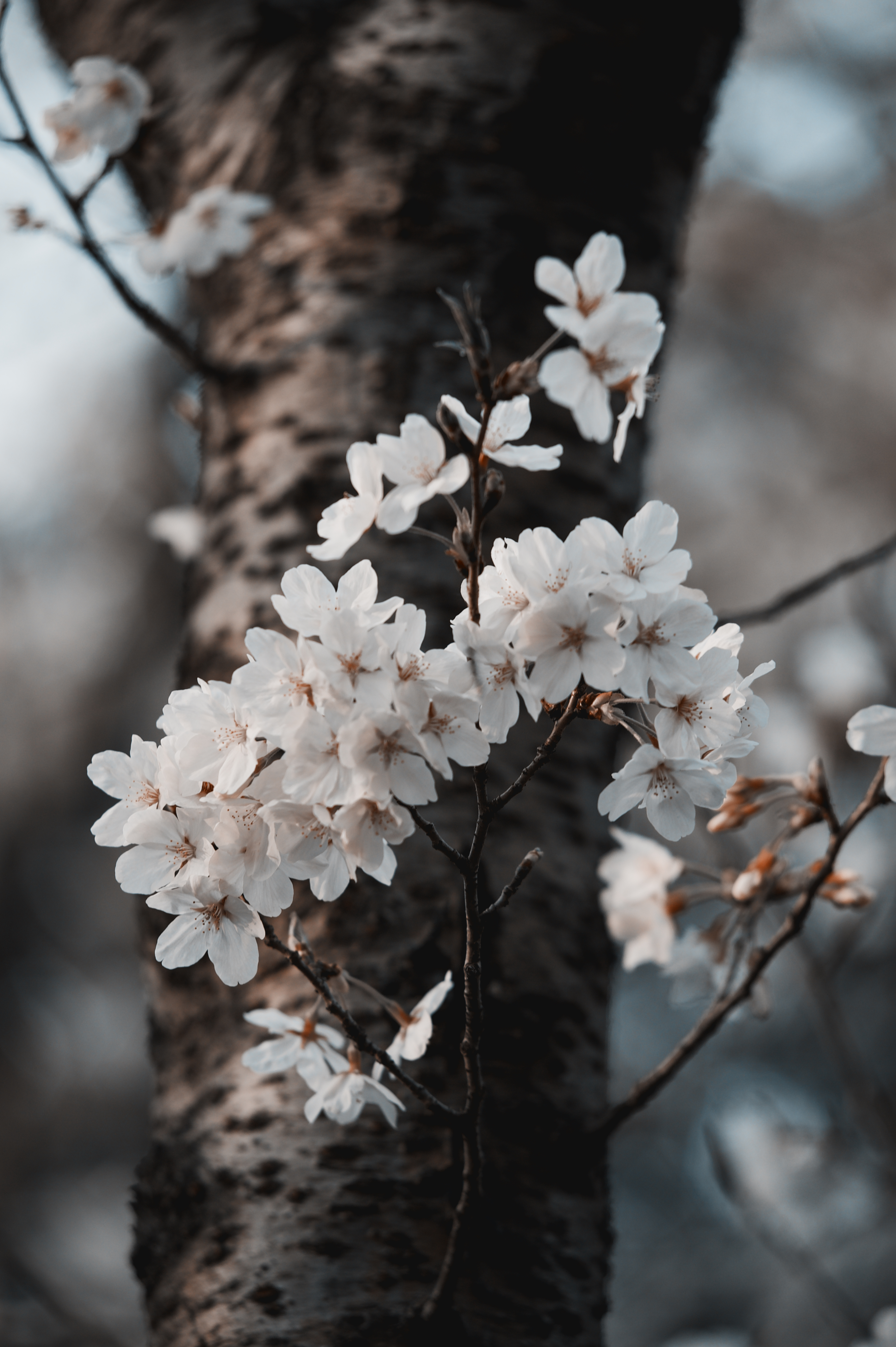 Sakura in the campus