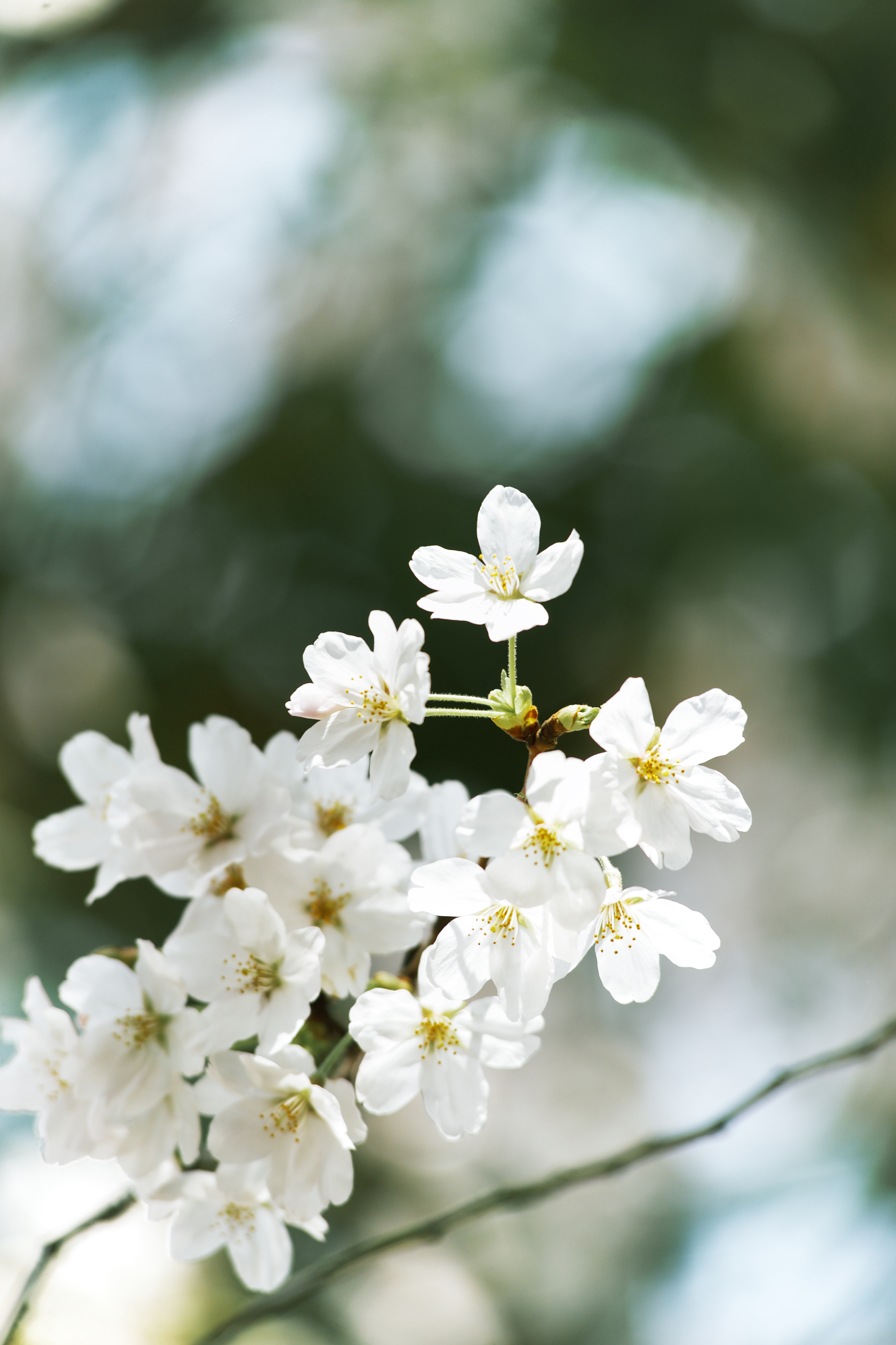 Sakura in the campus