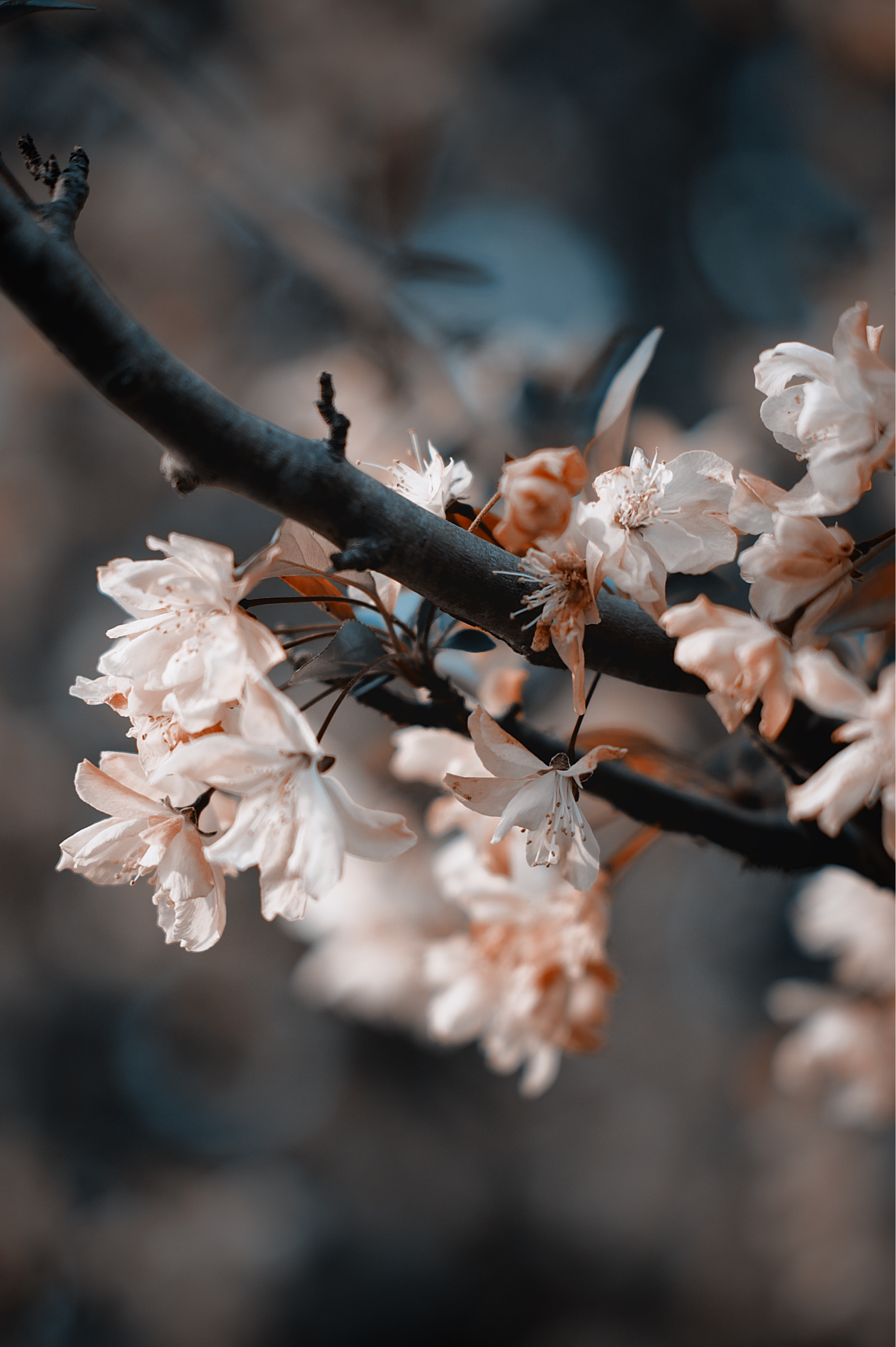 Sakura in the campus